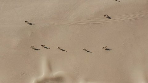 Aerial drone shot of a camel herd walking slowly in the hot dry Arabian desert