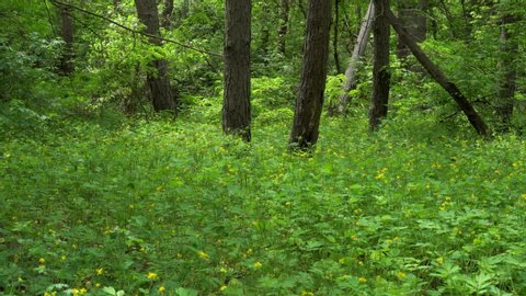 Green spring forest. Thick thicket. plentiful thickets, untouched nature.