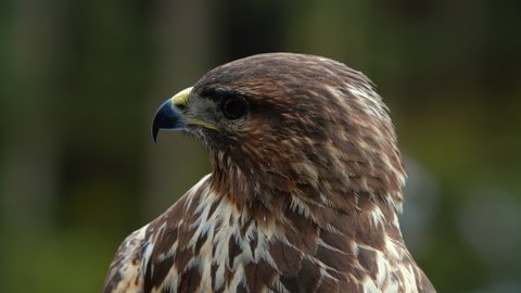 beautifull 4k shot, close up portrait of gorgeous hawk sitting on the rocks. macro shooting of hunter bird