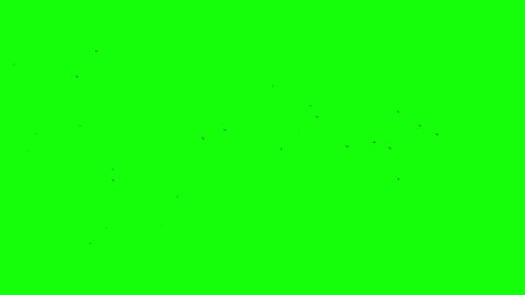 Green Screen Closeup Wings Flying Bird Stock Footage Video (100% ...