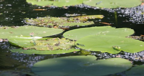 Lilly pad in a pond