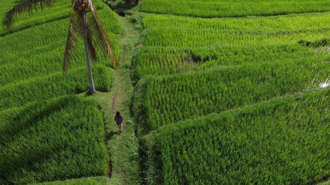 Aerial cinematic drone view of Young woman walking on Rice Jatiluwih terrace.
Stunning view of the amazing rice plantation landscape, Bali, Indonesia.  4K 