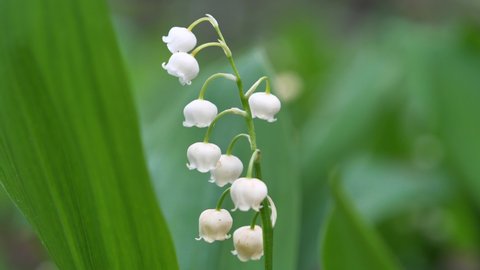 Beautiful lily of the valley