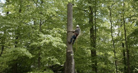 Lumberjack man near top of tree, cuts large tree trunk, falls to ground with audio