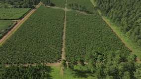 UAV flight over a Maté field in the province of Misiones in Argentina