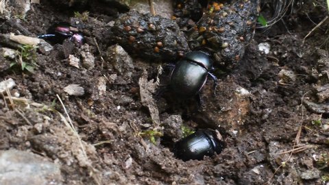 dung beetle, Geotrupidae, beetles, Coleoptera, 
