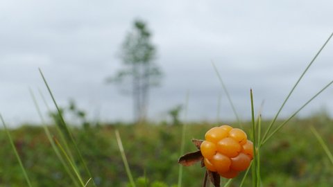 Ripe cloudberries in the Sami tundra. Landscape of the polar tundra on an autumn cloudy day.