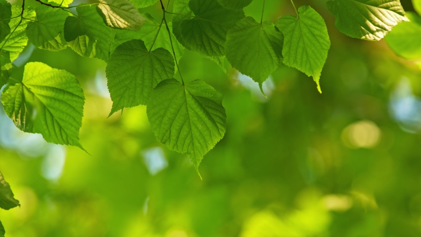 Green foliage of a growing tree waving in the wind during bright sunny day. Beautiful out of focus bokeh. Warm abstract close-up shot. 4K Royalty-Free Stock Footage #1053633395