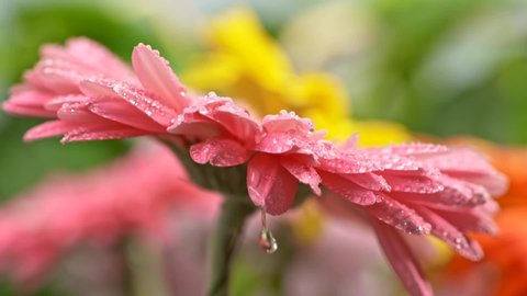 Beautiful pink gerbera daisy covered with dew. Rain drops slowly falling onto flower. Low depth of field. Macro slow motion shot