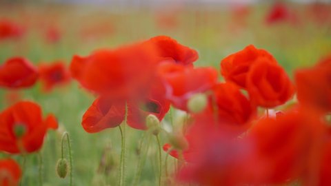 Poppy field.Field of blossoming poppies. Blossoming poppies.close up of moving poppies.Field in Farmland, Countryside, Rural, Summer Landscape. High quality 4k footage