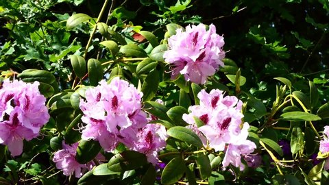 Rhododendron plant in pink white zoom out