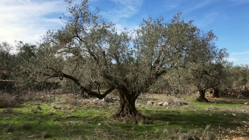 Palestine Olive Tree Stock Video Footage - 4K and HD Video Clips ...