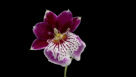 Macro timelapse video of a white-purple Orchid flower blooming.