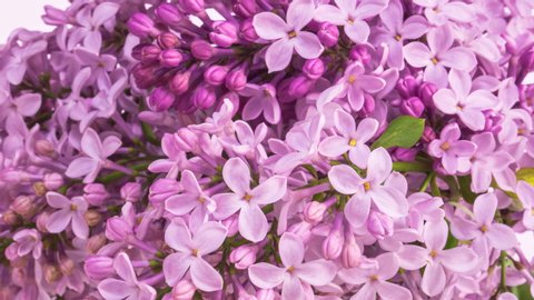 Lilac flowers bunch background. Beautiful opening violet, pink Lilac flowers. Springtime. Spa concept, relaxation. Wedding backdrop. Holiday, love, birthday design Time lapse 4K UHD video