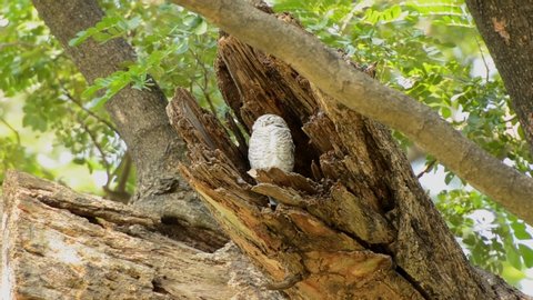 Small scops owl in tree hollow. Little Scops Owl (Otus scops) is a small species of owl from Thailand.