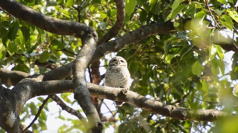 Small scops owl on tree branch. This Owl  is a small species of owl from Thailand.