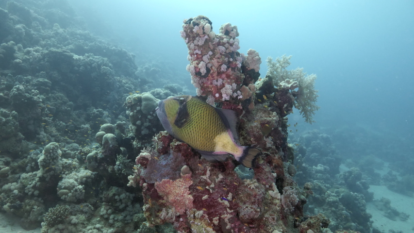 A beautiful and colourful, giant triggerfish sleeping on a coral block in Egypt. Royalty-Free Stock Footage #1053641588
