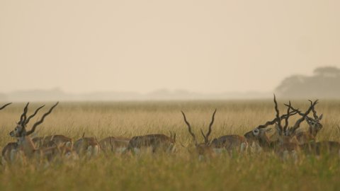Blackbuck antelope herd start their activity during morning in the grassland well before the first rays of sun in the twilight