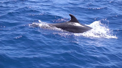 A slow motion and very close scene displays a jumping dolphin. This shot was filmed on the Canary Islands in Spain.