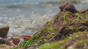 Rapana sea shell lie on seaweed on the seashore. Waves wash the shore and seashells. sea ​​mollusk. 4k video