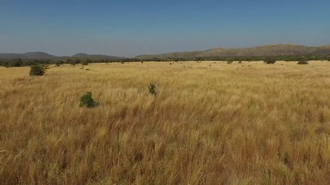 Low level footage of African landscape Drone 4K : vidéo de stock