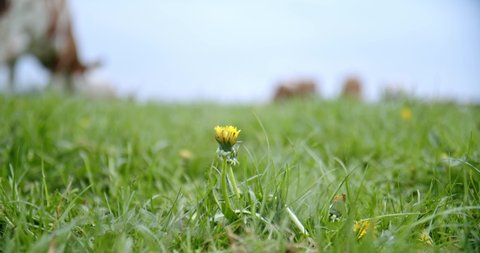 Dandelion in grass field with flowers with cattle of cows in background in the Netherlands, Holland