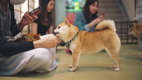 Dog Show In Kiev Ukraine 25 Stock Footage Video 100 Royalty Free Shutterstock Dog Show In Kiev Ukraine 25 Stock Footage Video 100 Royalty Free Shutterstock