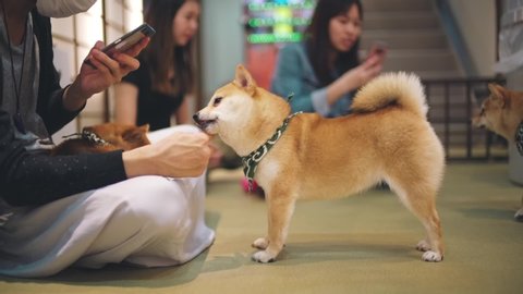 Dog Show In Kiev Ukraine 25 Stock Footage Video 100 Royalty Free Shutterstock