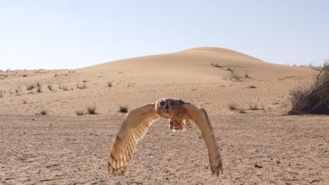 Incredible Desert Owl Flight looking straight into the lens closeup. Flying towards the camera in slow motion.