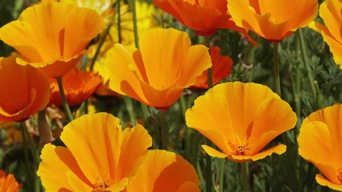 Eschscholzia californica poppy in front of flower field in the nature 