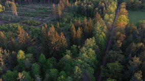 Aerial bird view of way and path in a pine forest in spring near Munich. Perlacher Forst from above. German forest drone video