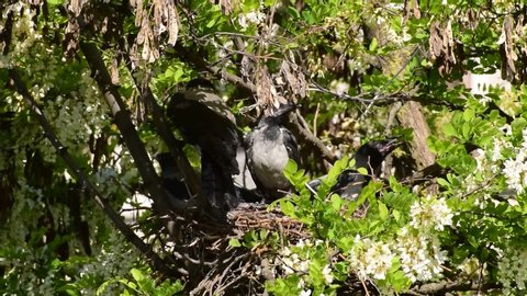 May gray fledglings of birds Corvus cornix and adult bird in a nest on flowering acacia Robinia pseudoacacia in the foothills of the North Caucasus