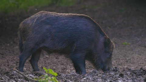 A large wild boar in a natural environment looking for food.
