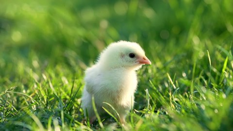 Close up newborn poultry yellow chicken beak on green grass field. Beautiful and adorable little chick on farm for design and decorative. Easter concept