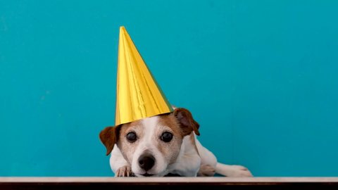Obedient dappled Jack Russell Terrier dog in gold party hat and ears decorated looking at camera with interest while lying on floor