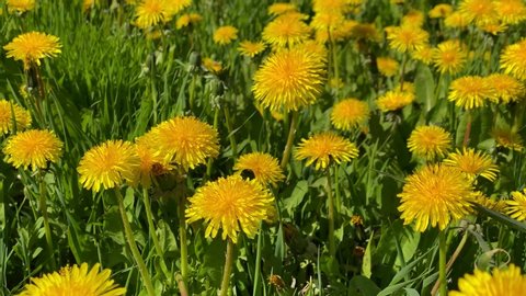 yellow dandelions on the field on a summer sunny day