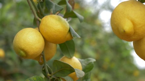 Closed shot of a yellow lemon in a lemon tree swayed by the wind in a field of lemon trees.