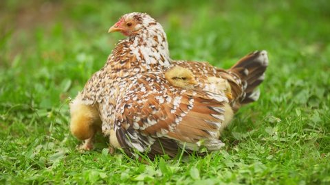 chickens hide from the wind under their mom