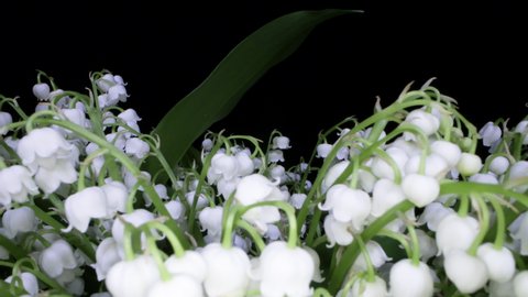 slider shot over beautiful lily of the valley flowers