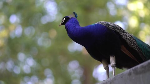 
peacock in a garden close up 