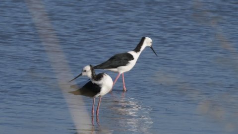 Three Beautiful Pied Stilts Feeding On Crabs In New Zealand. - close up shot
