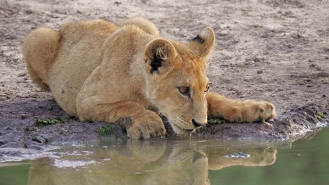 Thirsty lion cub lying down drinking closeup then attacked playfully by other cub. CloseUp shot