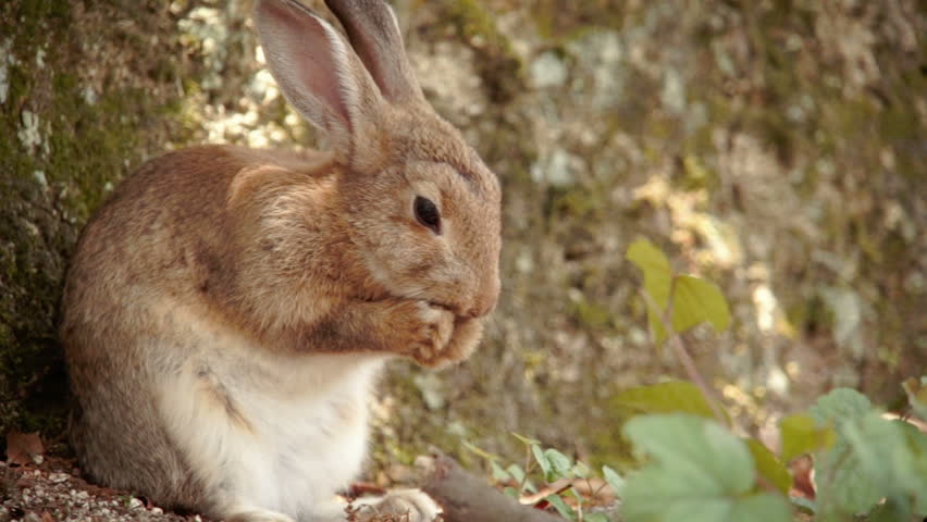 A small rabbit rubbing his nose on ?kunoshima (Rabbit Island), Japan. | Shutterstock HD Video #10536686