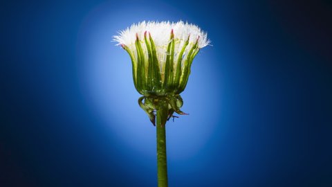 DOne dandelion blooms with white fluffy pappus seeds on a blue backgrounds. Time lapse of a blowball flower close up