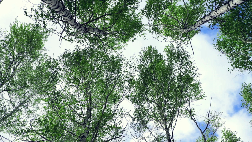 Tops of birches with green leaves sway from a strong wind. Trees against the sky, bottom view. Hurricane wind in a grove, bad weather. 4K video. | Shutterstock HD Video #1053675722