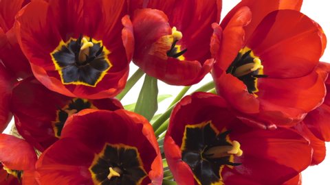 Beautiful red tulip flowers background. Beautiful bouquet of Red tulips on a white background. Timelapse of red tulip flowers opening. Springtime. Holiday. Celebration, Love, birthday.