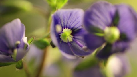 blue flowers blooming, opening its blossom, spring time lapse, extreme close up Veronica chamaedrys