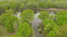 the river and its canals surrounded by oaks. water is covered with algae - Aerial Flight 