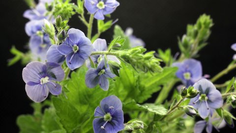 bouqet of small blue flowers raise up leaves, flowers blooming, blossoming, spring time lapse, extreme close up Veronica chamaedrys