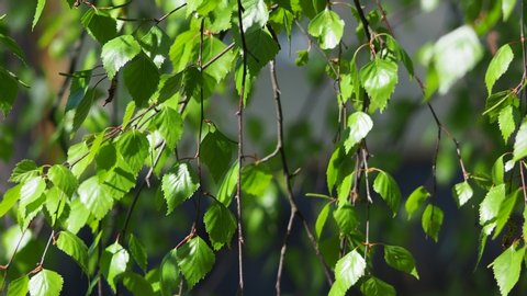 Foliage of a birch close-up. The movement of the camera from the bottom up.